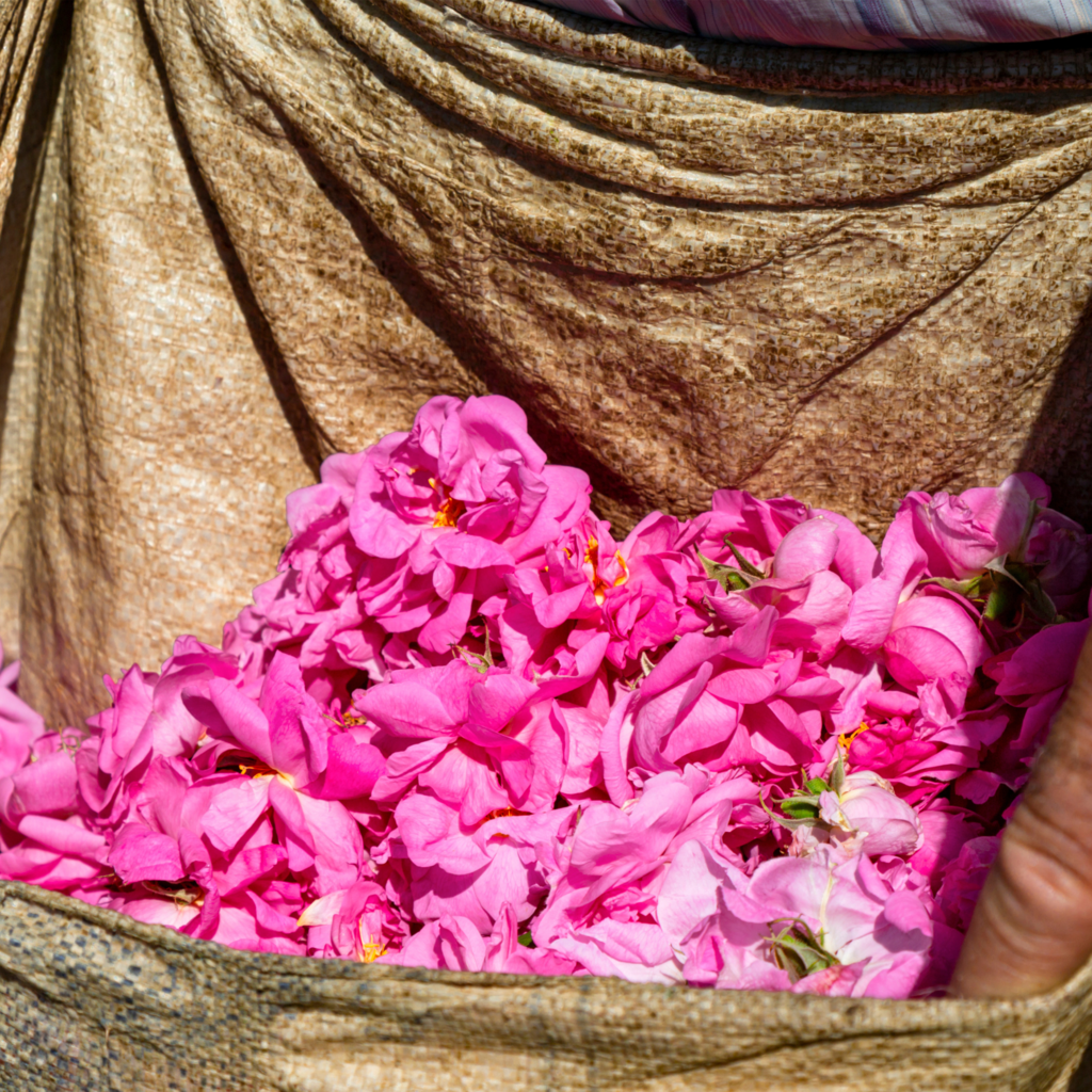 NEW! Damascena Rose De-Stress Moisturizer — Lightweight + Ca Testament Beauty