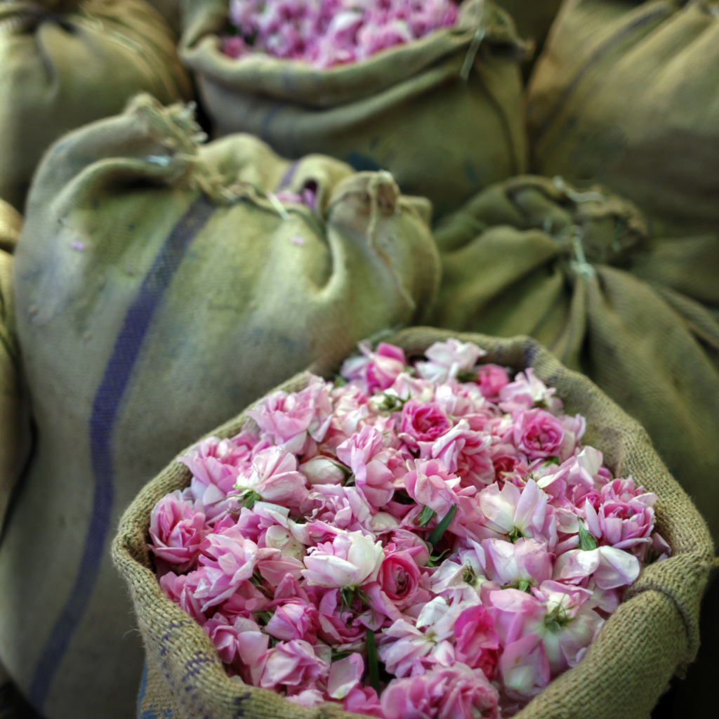 NEW! Damascena Rose De-Stress Moisturizer — Lightweight + Ca Testament Beauty